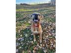 Adopt Pickles a Pit Bull Terrier