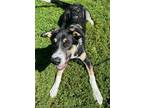 Adopt Sherlock Bones a Mixed Breed