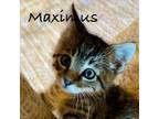 Adopt Maximus a Domestic Short Hair