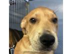 Adopt Nick Nack a Mixed Breed