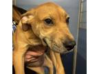 Adopt Ovaltine Jenkins a Mixed Breed