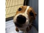 Adopt Cheswick a Mixed Breed