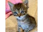 Adopt Lucilla a Domestic Short Hair