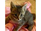 Adopt Tigris a Domestic Short Hair