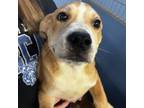 Adopt Homeskillet a Mixed Breed