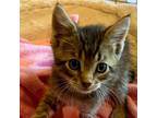Adopt Cicero a Domestic Short Hair