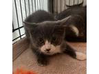 Adopt Hollis a Domestic Short Hair