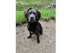 Adopt Donald a Labrador Retriever, Australian Shepherd