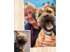 Adopt Sosa a Yorkshire Terrier