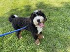 Adopt Miloh a Bernese Mountain Dog, Poodle