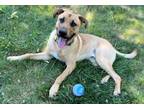 Adopt XP Bruce - West Long Branch, NJ a German Shepherd Dog, Labrador Retriever