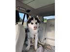 Adopt Rocky a Siberian Husky, Husky
