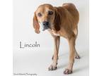 Adopt Lincoln a Hound, Mixed Breed