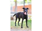 Adopt Billy a Labrador Retriever