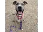 Adopt Ricky a Pit Bull Terrier