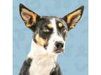 Adopt Field a Husky, Border Collie