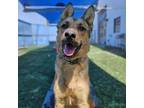 Adopt BUDDY a German Shepherd Dog, Mixed Breed