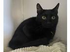 Adopt Cosmic a Domestic Short Hair