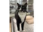 Adopt Fluffster a Domestic Short Hair