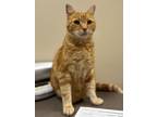 Adopt Waffles a Domestic Short Hair
