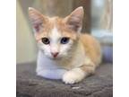 Adopt Mustang a Domestic Short Hair