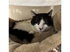Adopt Jamie a Domestic Short Hair