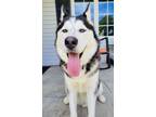Adopt Tsunami a Husky, Mixed Breed