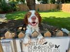 Adopt ON/Leo a Brittany Spaniel