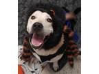 Adopt Dasher a Husky, Pit Bull Terrier