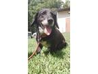 Adopt Valentino AKA Luke a Labrador Retriever, Corgi