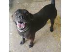 Adopt Caesar 2 a Labrador Retriever, Mixed Breed
