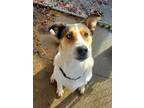 Adopt Rocco a Husky, Mixed Breed