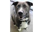 Adopt Ziggy a Husky, Pit Bull Terrier