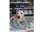 Adopt Duke a Pit Bull Terrier