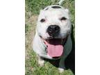 Adopt Champ a Pit Bull Terrier
