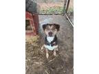 Adopt Franco a Labrador Retriever, Husky