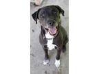 Adopt Polo aka Oreo a Pit Bull Terrier, Labrador Retriever
