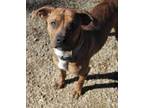 Adopt Jase a Basenji, Mixed Breed