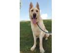 Adopt Marvel a German Shepherd Dog