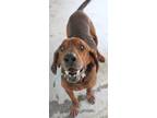 Adopt Gus a Redbone Coonhound