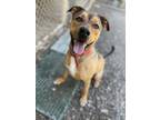 Adopt Kane a German Shepherd Dog, Labrador Retriever