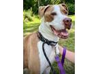 Adopt Gunner a Pit Bull Terrier