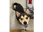 Adopt River a Husky, Mixed Breed
