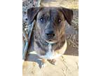 Adopt Moose a Mastiff, Boxer