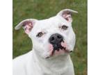 Adopt Diesel a Pit Bull Terrier
