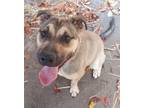 Adopt Buddy a German Shepherd Dog, Mixed Breed