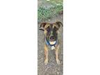 Adopt Halpert AKA "Kato a Boxer, Mixed Breed
