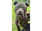 Adopt Mickey a Pit Bull Terrier