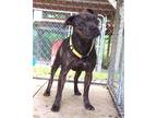 Adopt Donald a Pit Bull Terrier