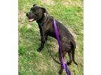 Adopt Goofy a Pit Bull Terrier